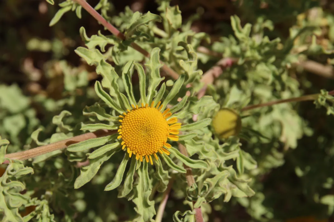 Asteriscus graveolens flower