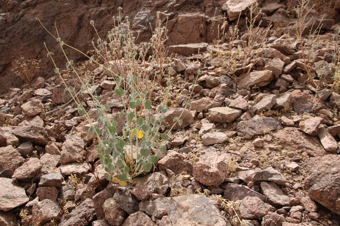 Whole plant