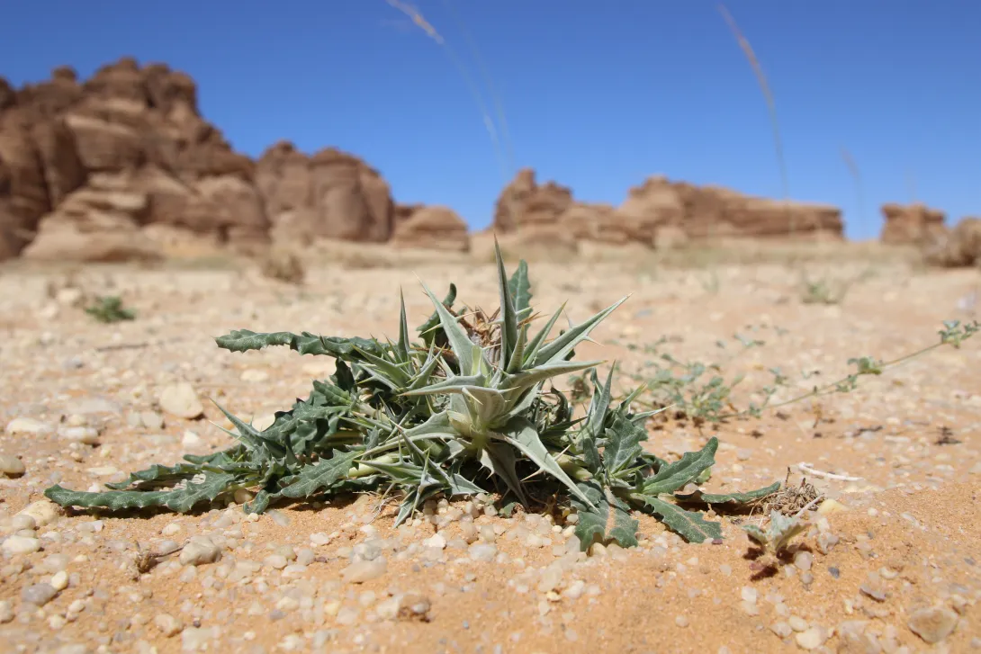Whole plant