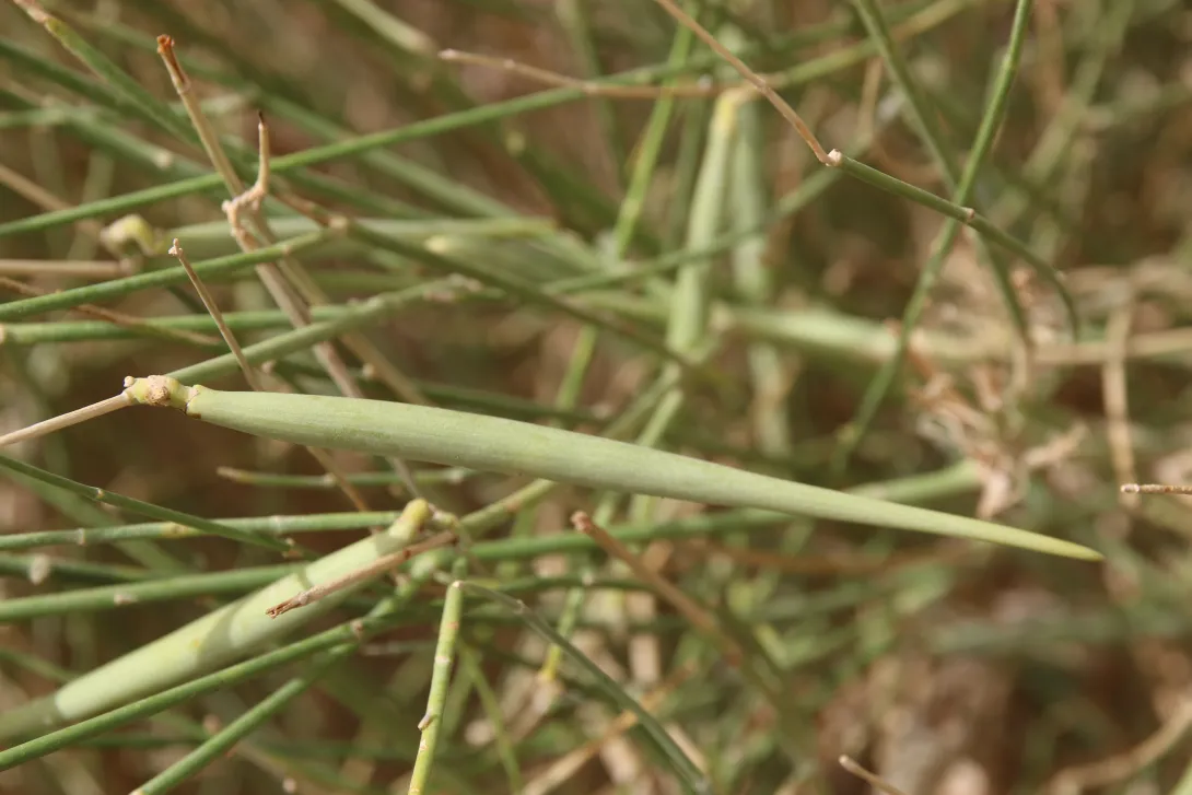 Leptadenia pyrotechnica fruit