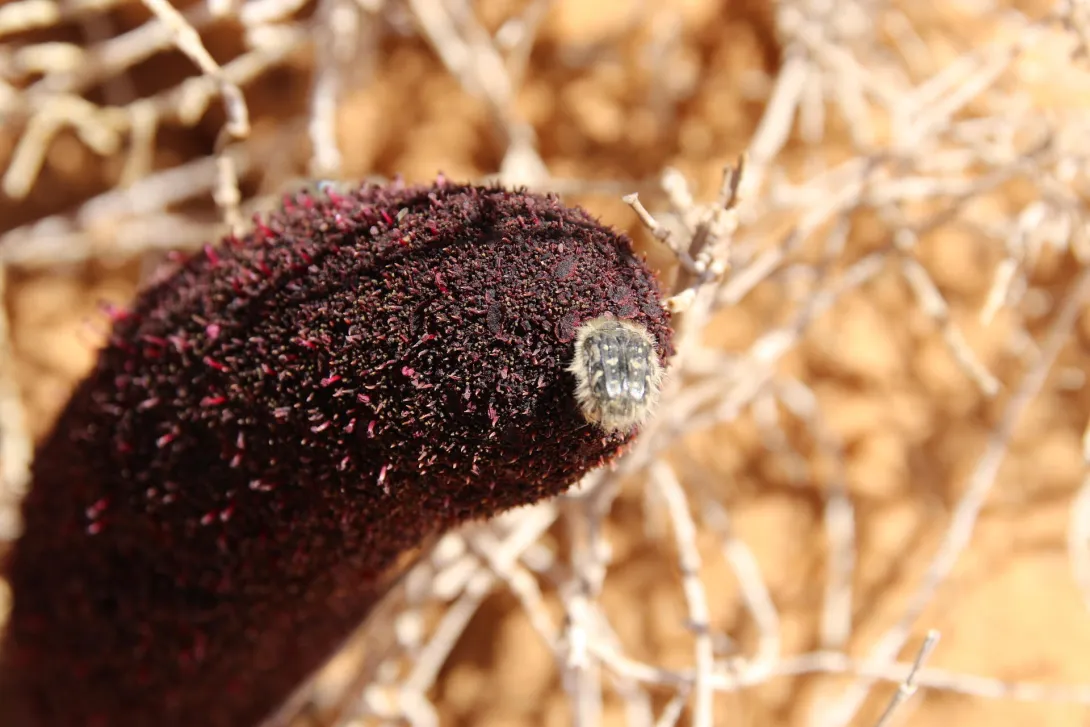 Cynomorium coccineum