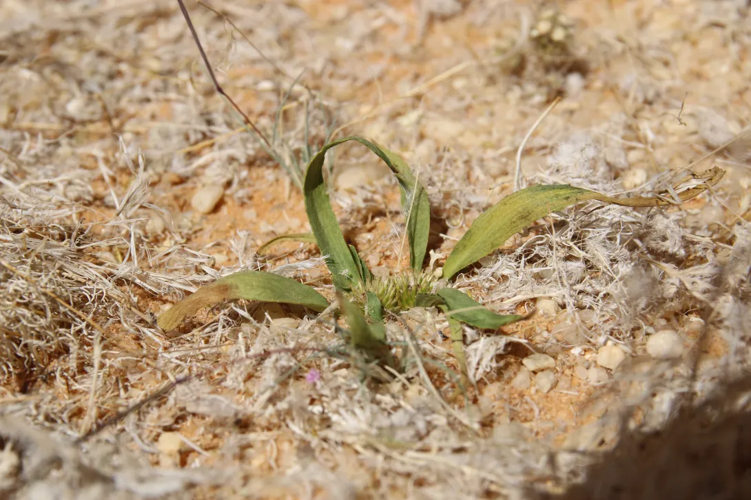 Whole plant
