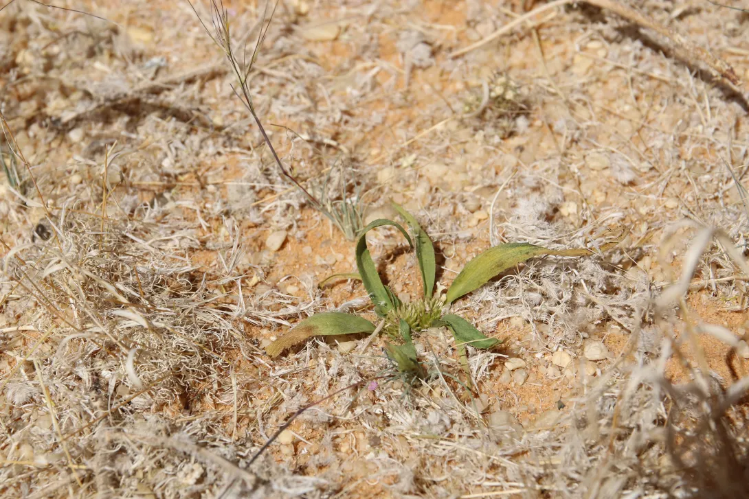 Whole plant