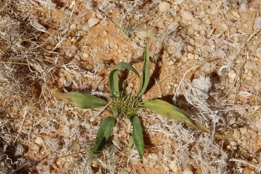 Whole plant