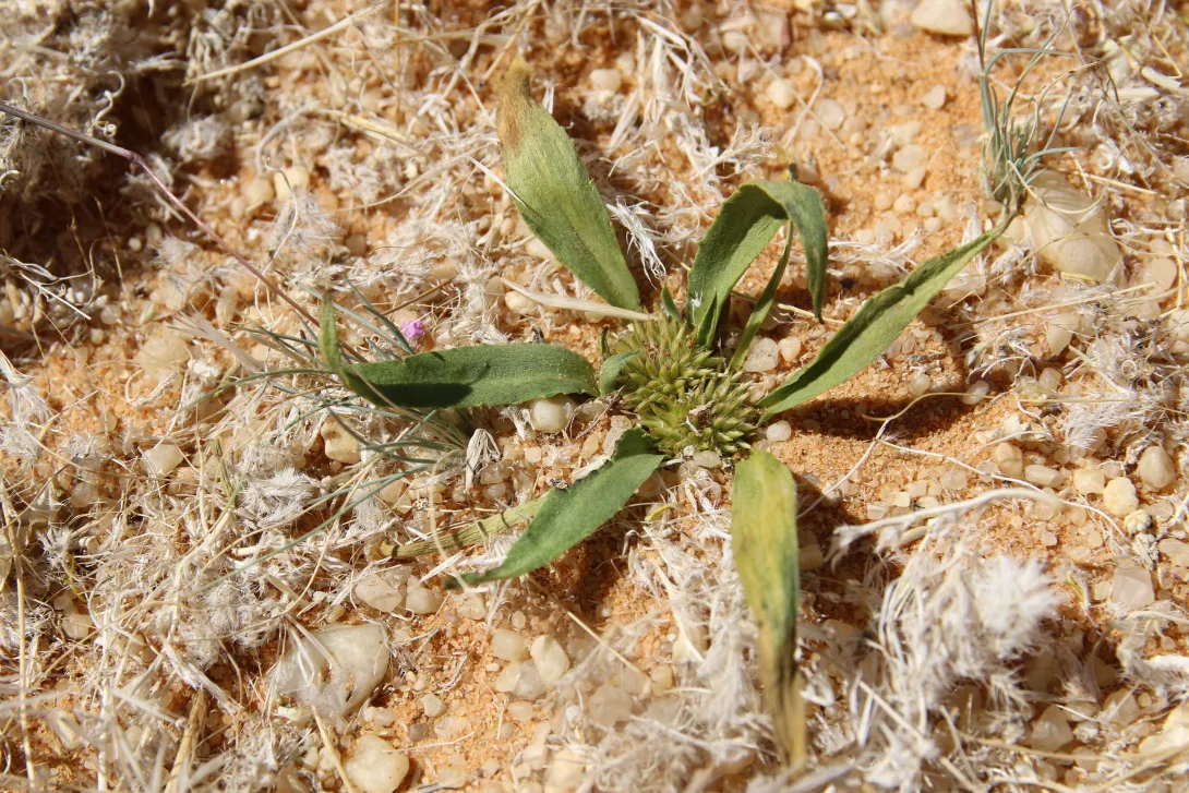 Whole plant