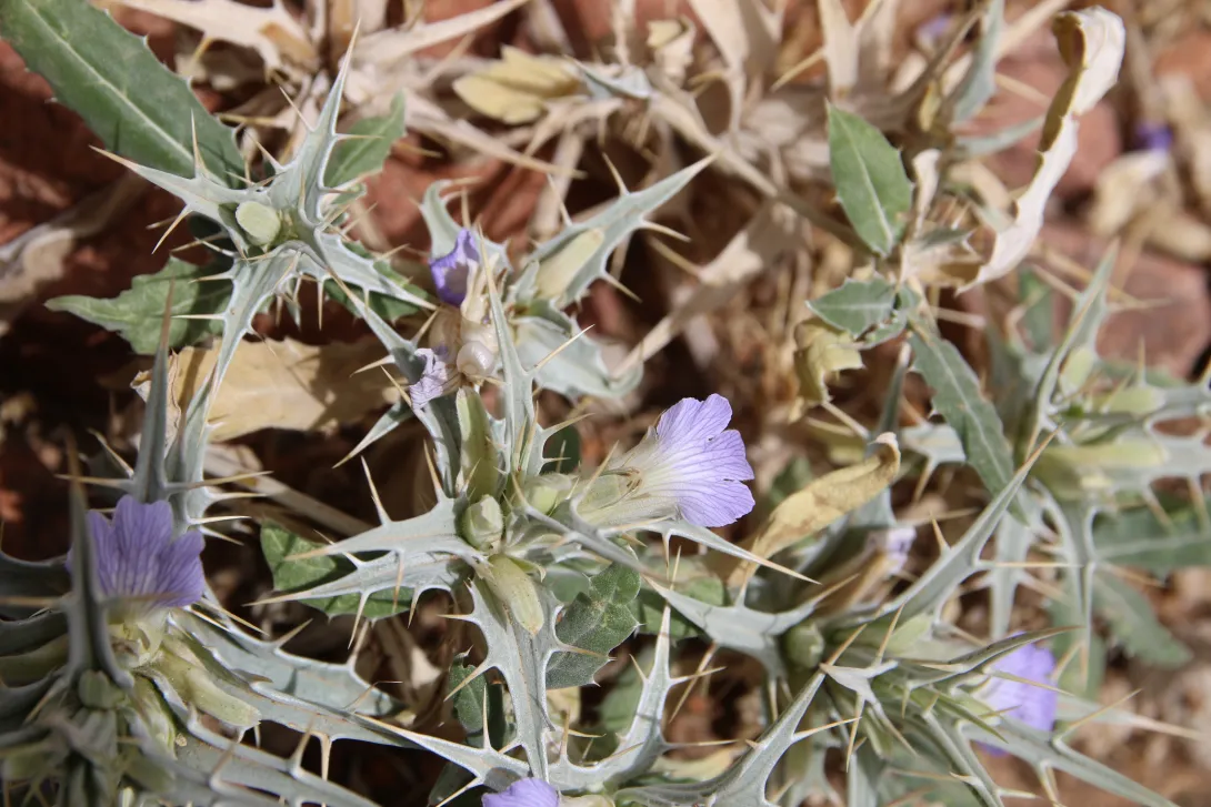 Blepharis ciliaris flower