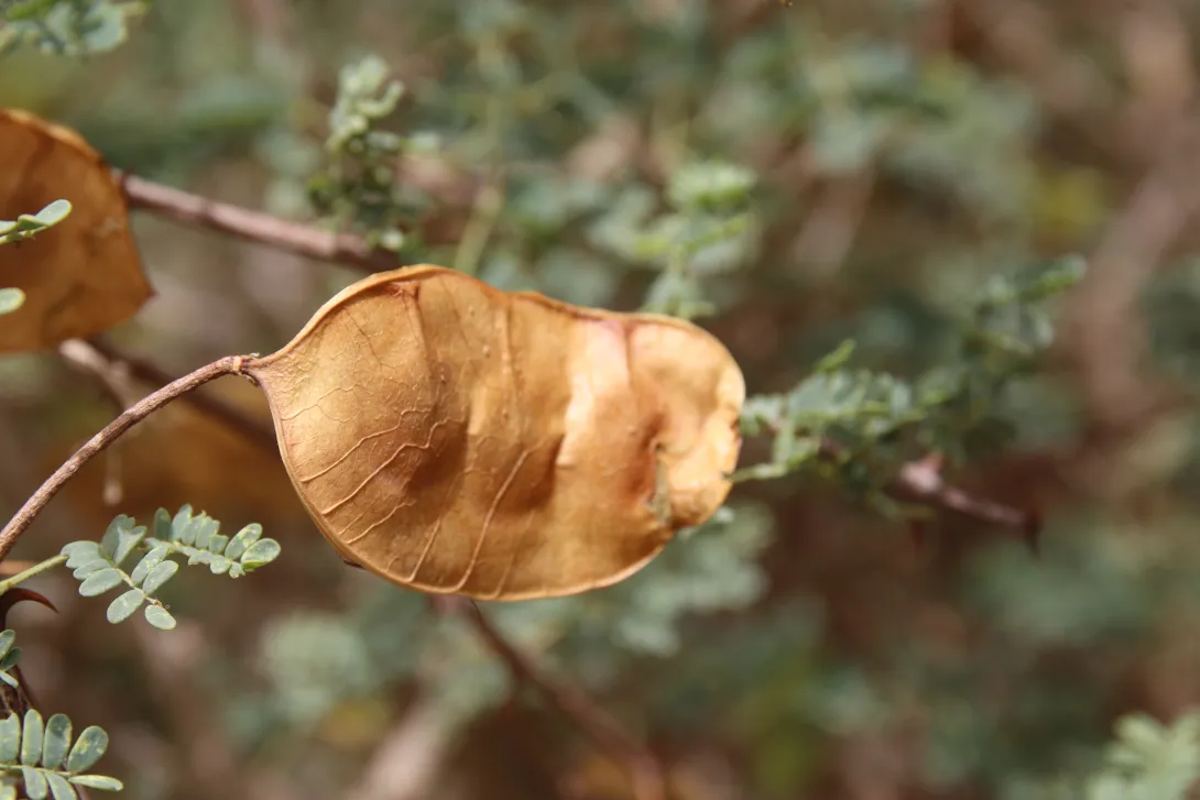 Senegalia hamulosa fruit