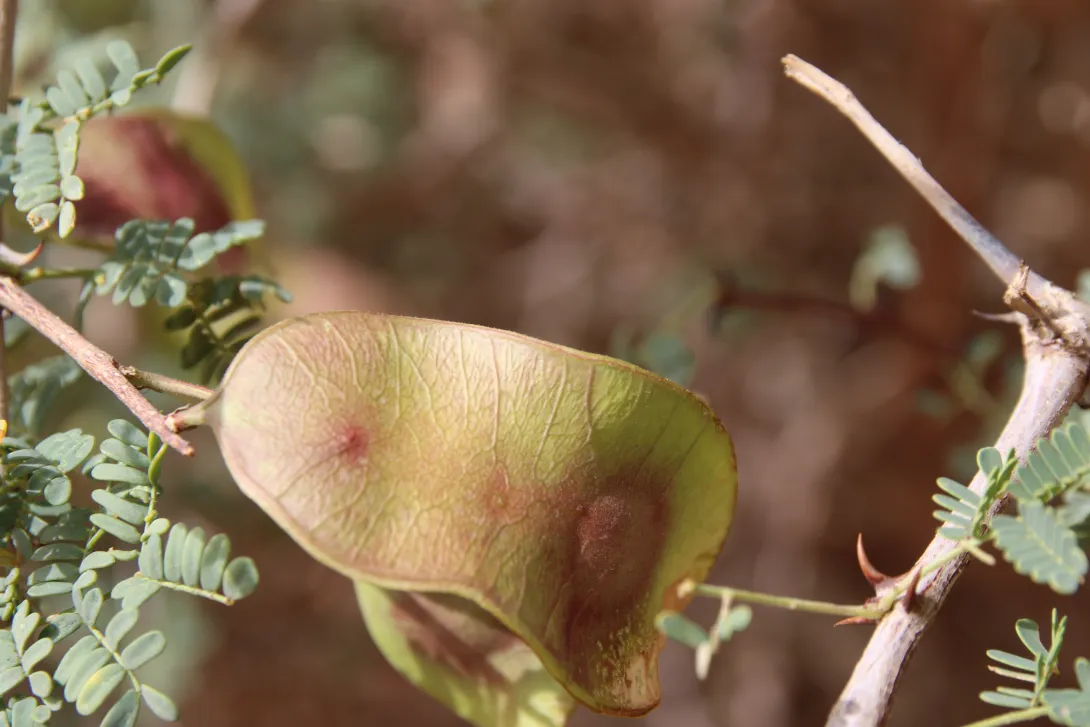 Senegalia hamulosa fruit