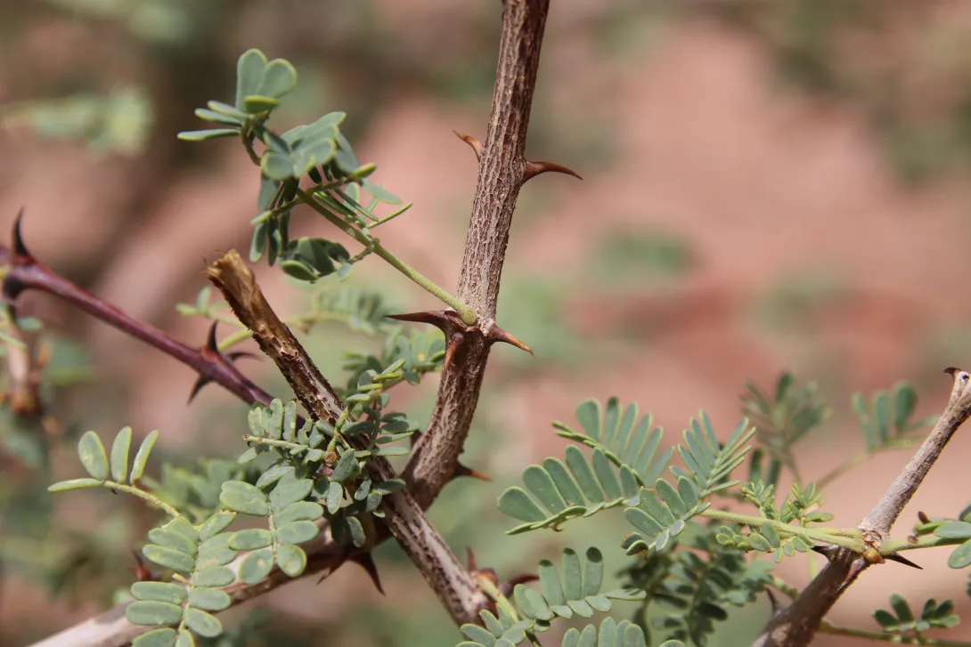 Senegalia hamulosa leaves