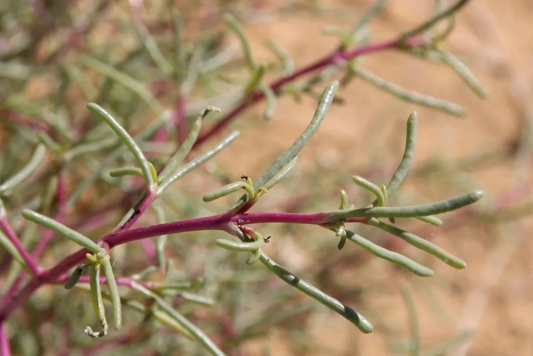 Soda rosmarinus leaves