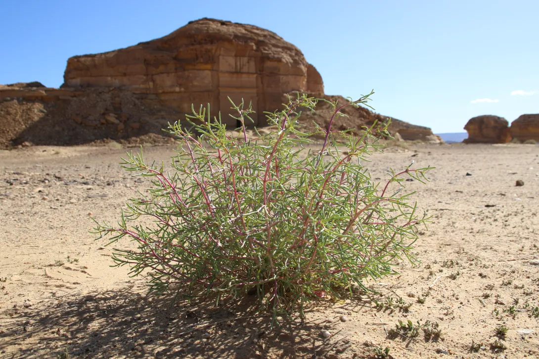 Whole plant