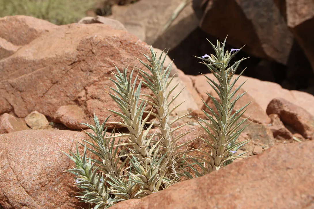 Whole plant