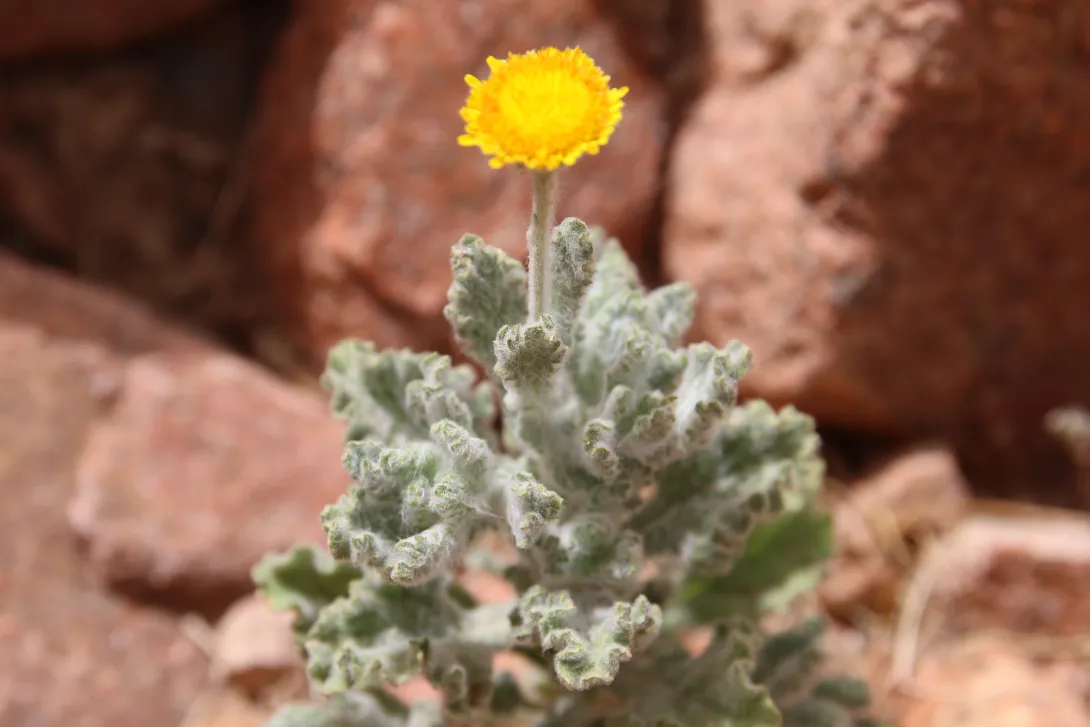Pulicaria incisa leaves