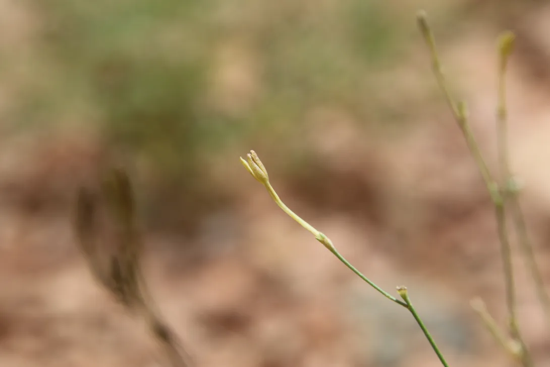 Kohautia caespitosa flower