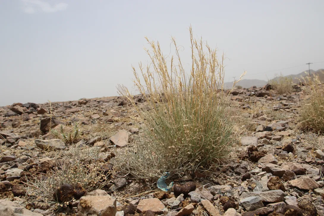 Whole plant
