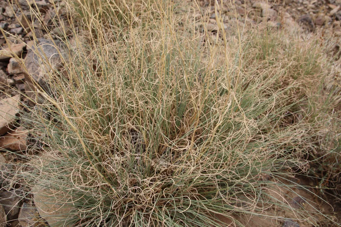 Cymbopogon schoenanthus leaves