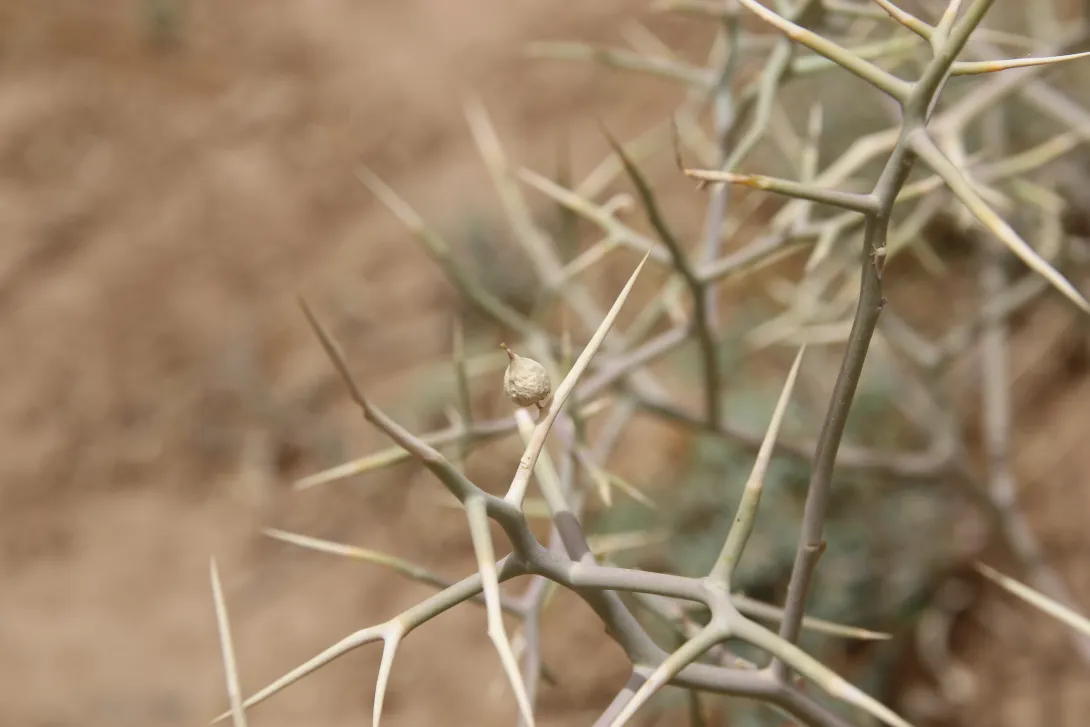 Zilla spinosa fruit