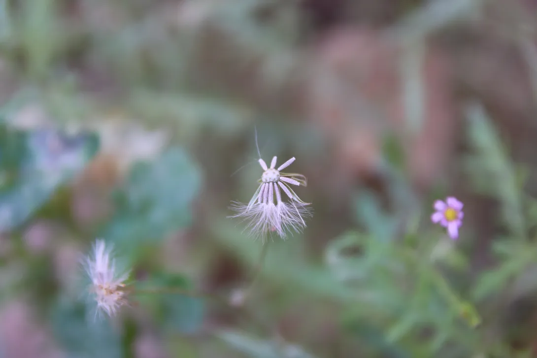 Senecio hoggariensis fruits