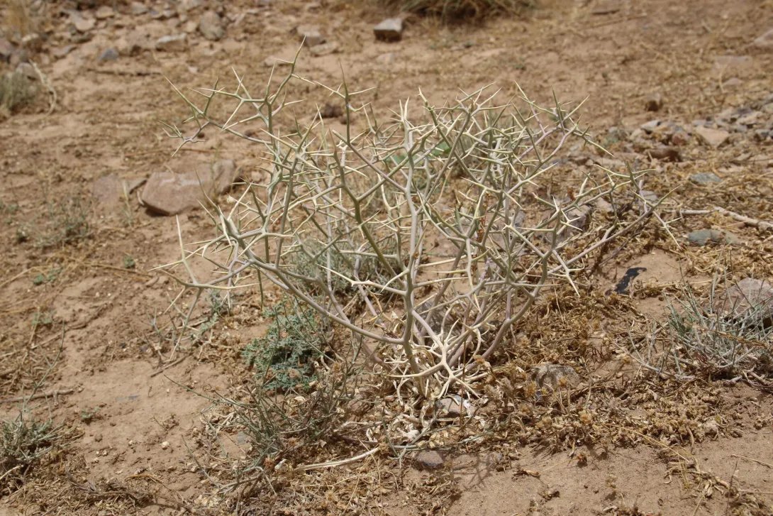 Whole plant