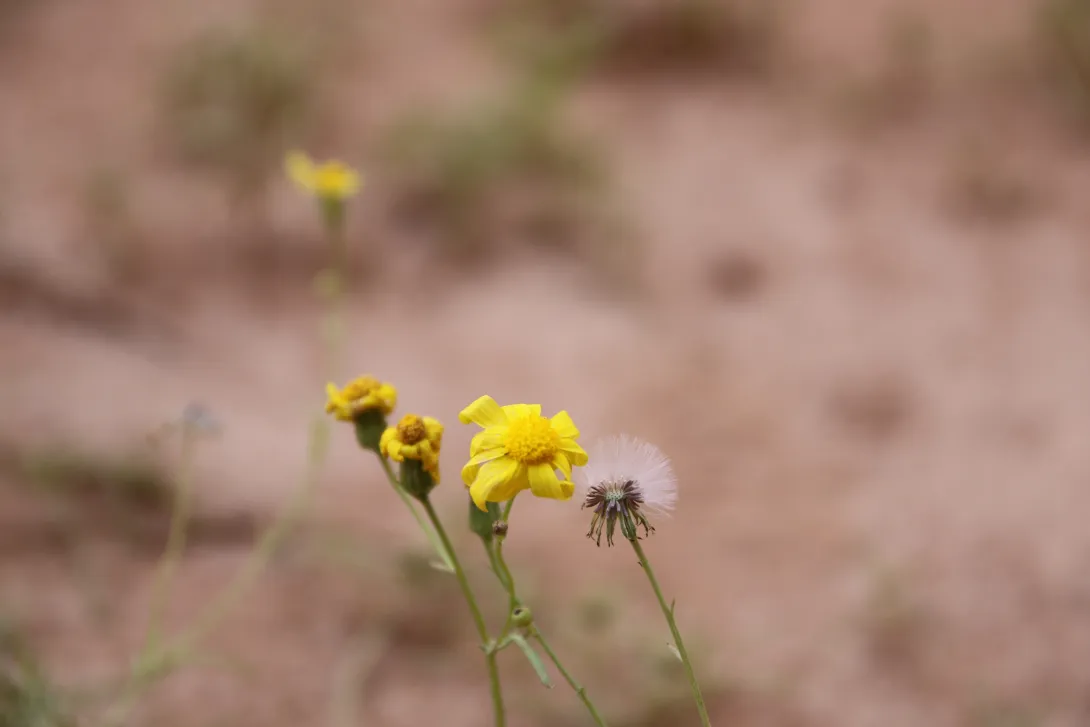 Senecio glaucus subsp. coronopifolius flower