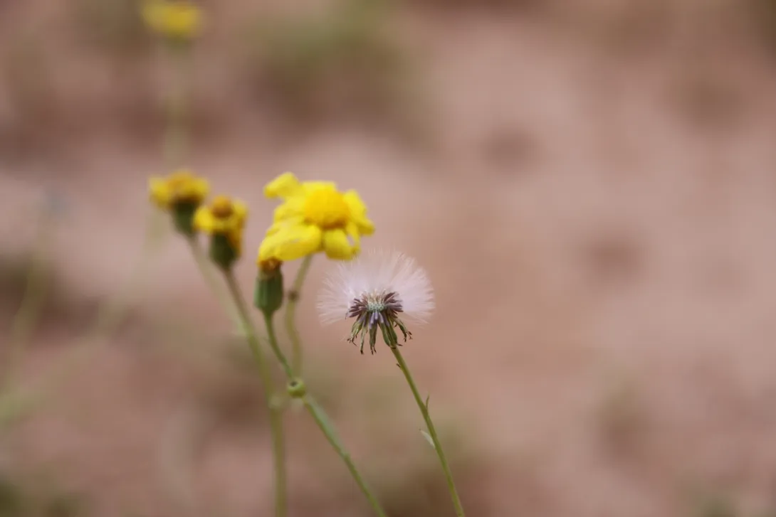Senecio glaucus subsp. coronopifolius fruits
