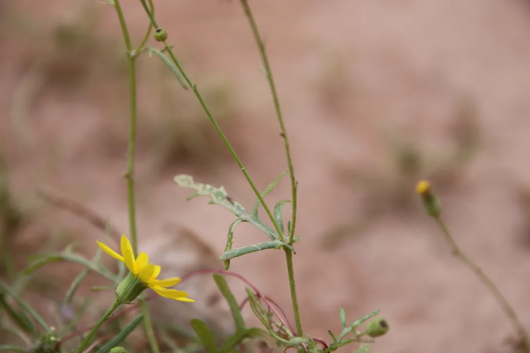 Senecio glaucus subsp. coronopifolius leaves