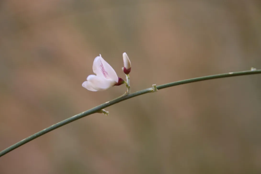 Retama raetam flower