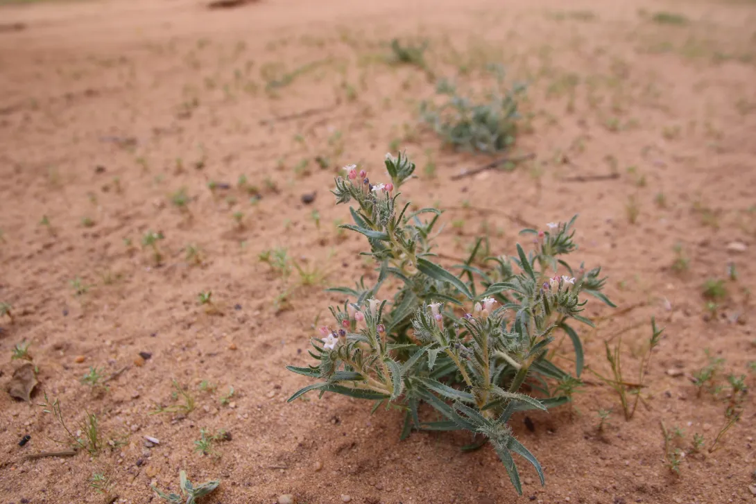 Whole plant