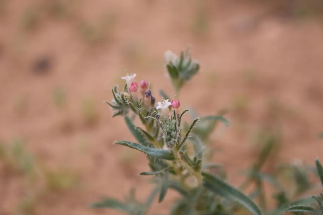Moltkiopsis ciliata flower
