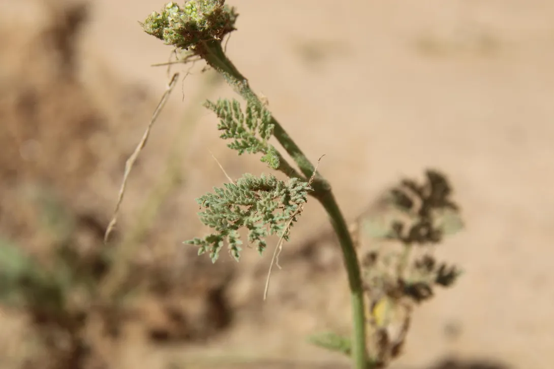 Anisosciadium lanatum leaves
