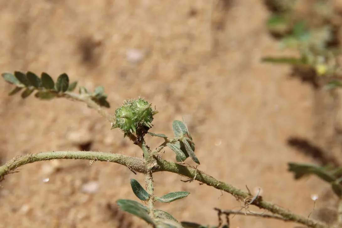 Tribulus terrestris fruit