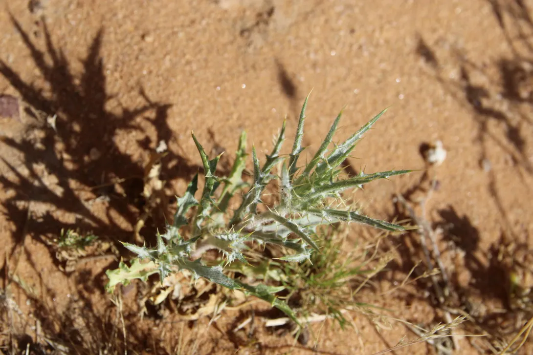 Whole plant