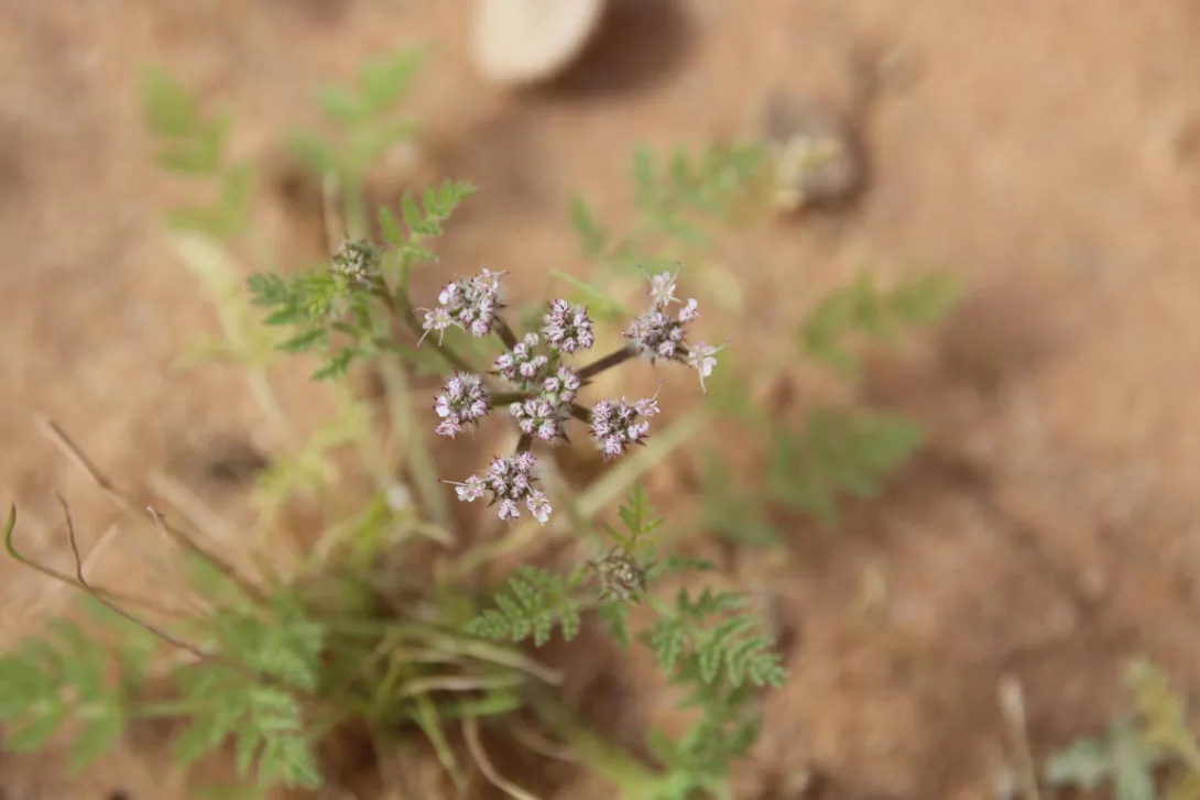 Anisosciadium lanatum flowers