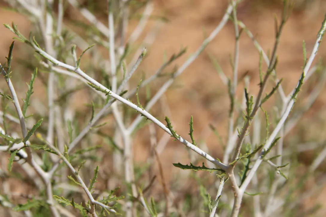 Rhanterium epapposum leaves