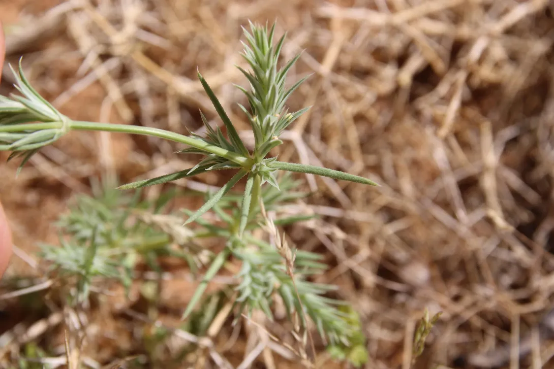Crucianella membranacea flowers