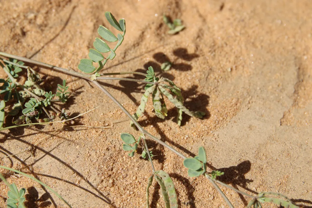 Hippocrepis constricta fruits