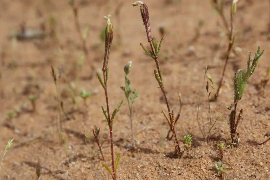 Whole plant