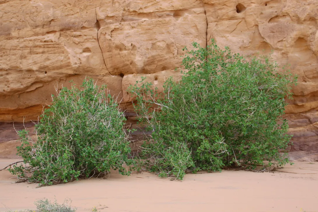 Whole plant