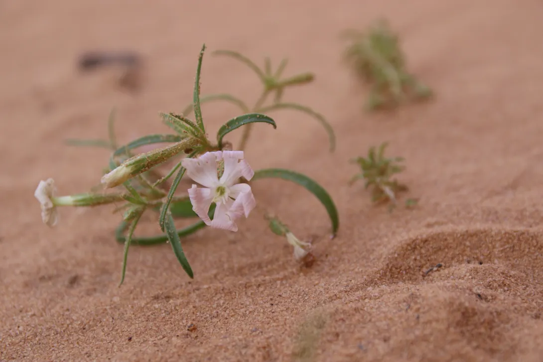 Silene villosa flowers