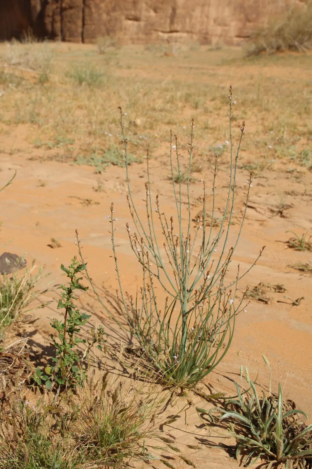Whole plant