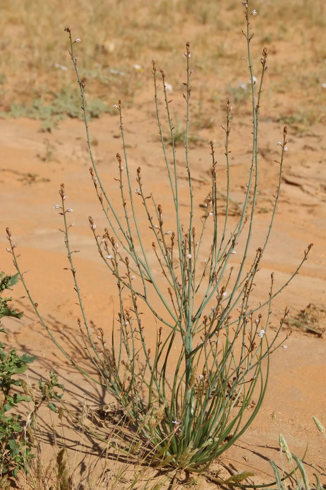 Whole plant
