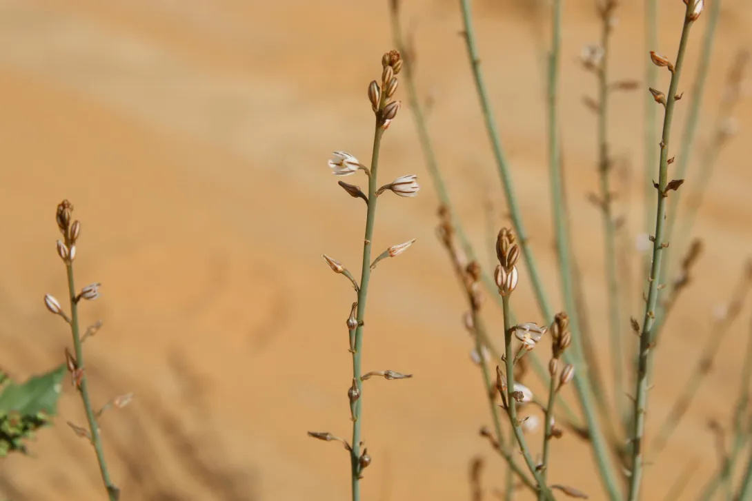 Asphodelus tenuifolius flowers