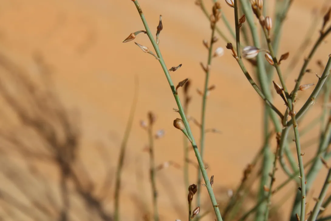 Asphodelus tenuifolius fruits