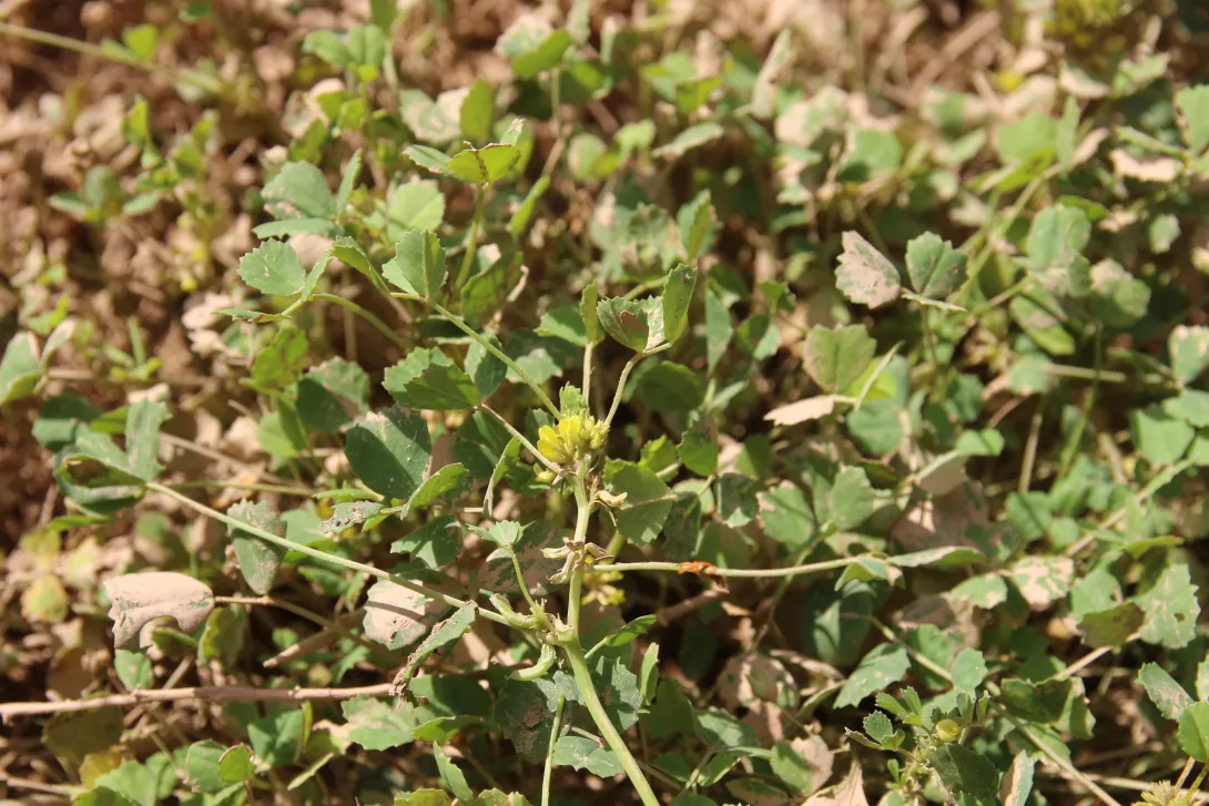Whole plant