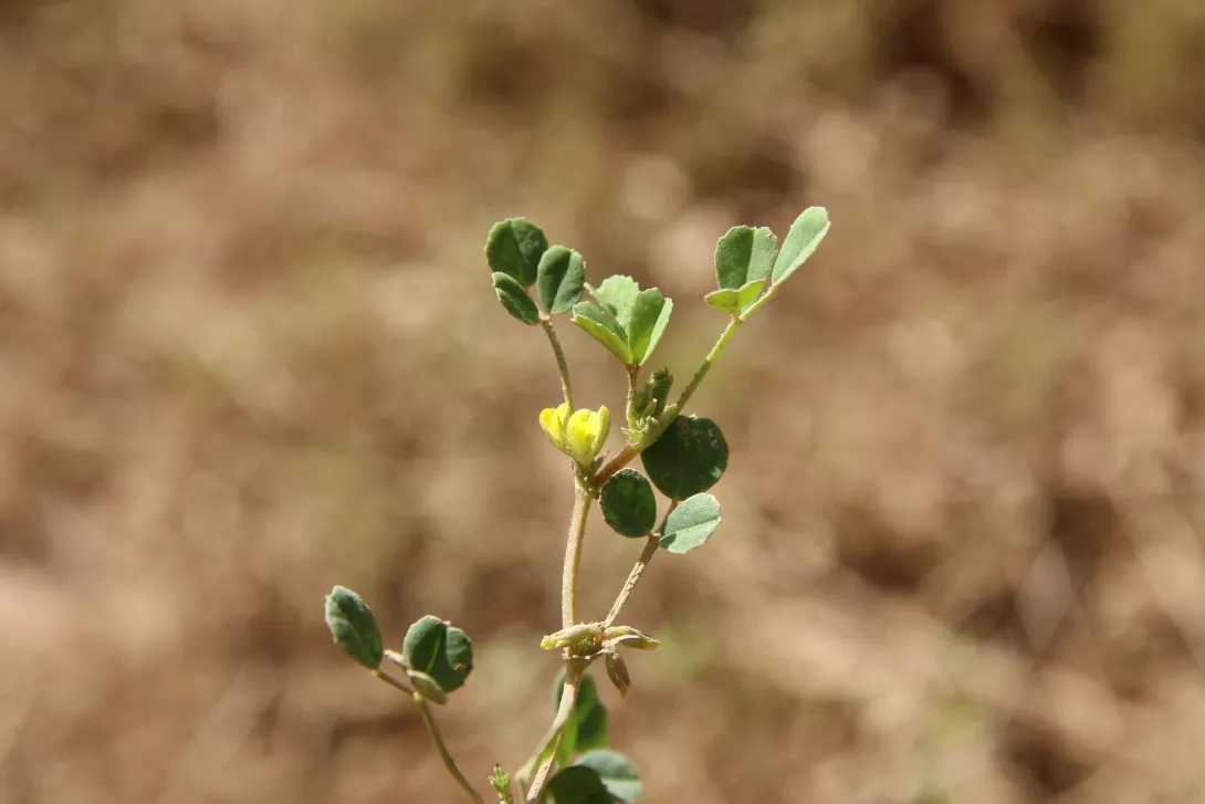 Trigonella stellata flower