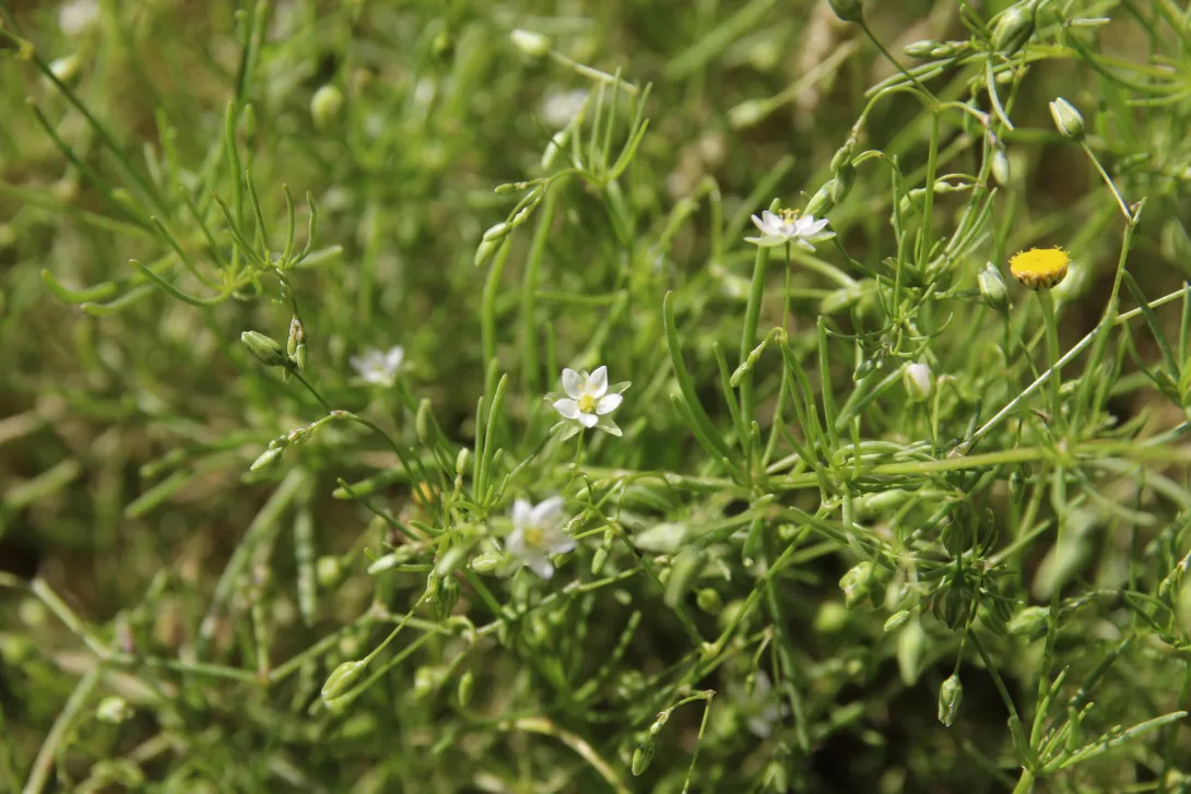 Spergularia flaccida flowers