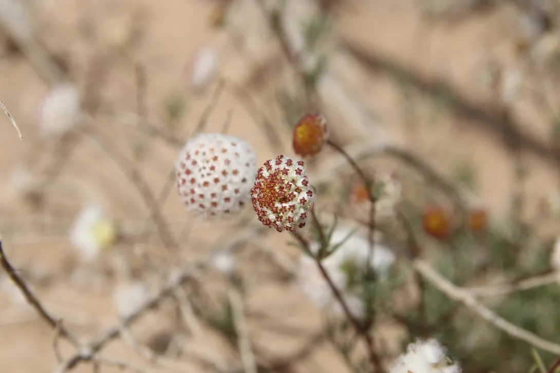 Lasiospermum brachyglossum flower