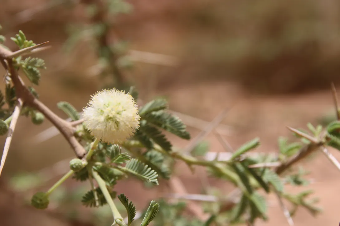 Vachellia gerrardi flower