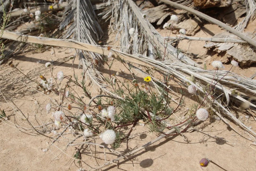 Whole plant