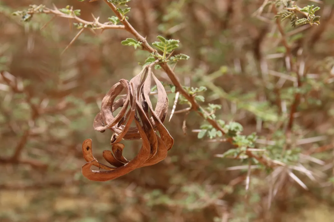 Vachellia gerrardi fruits